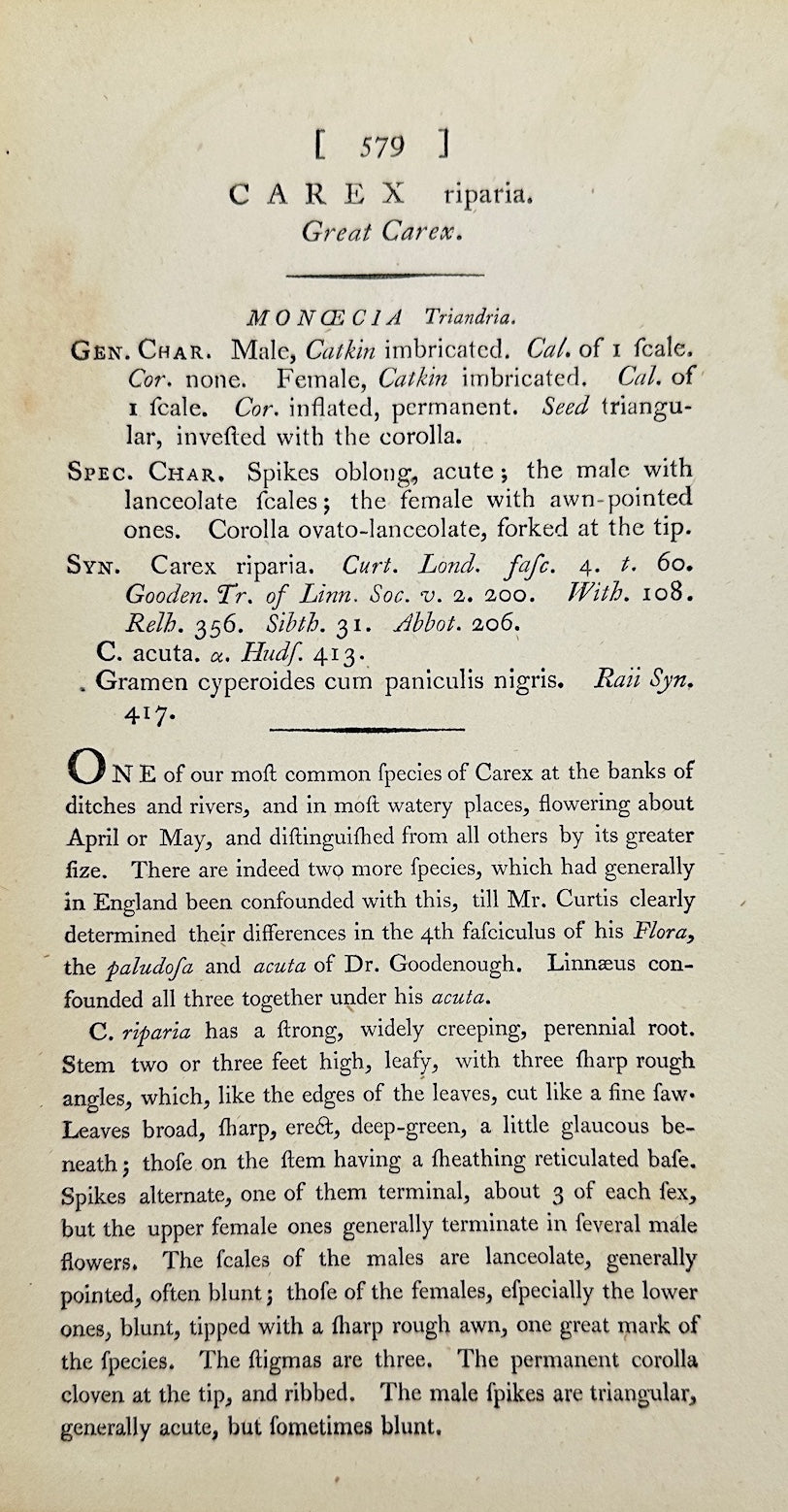 Antique Print - James Sowerby - Carex Riparia - Greater Pond Sedge - F1