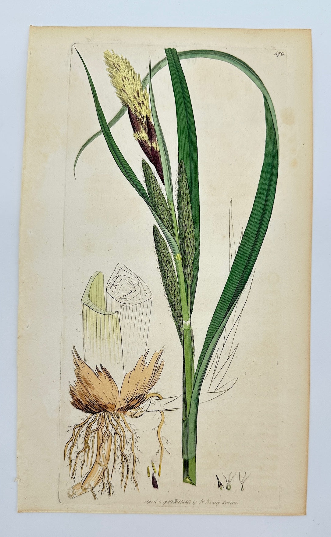 Antique Print - James Sowerby - Carex Riparia - Greater Pond Sedge - F1