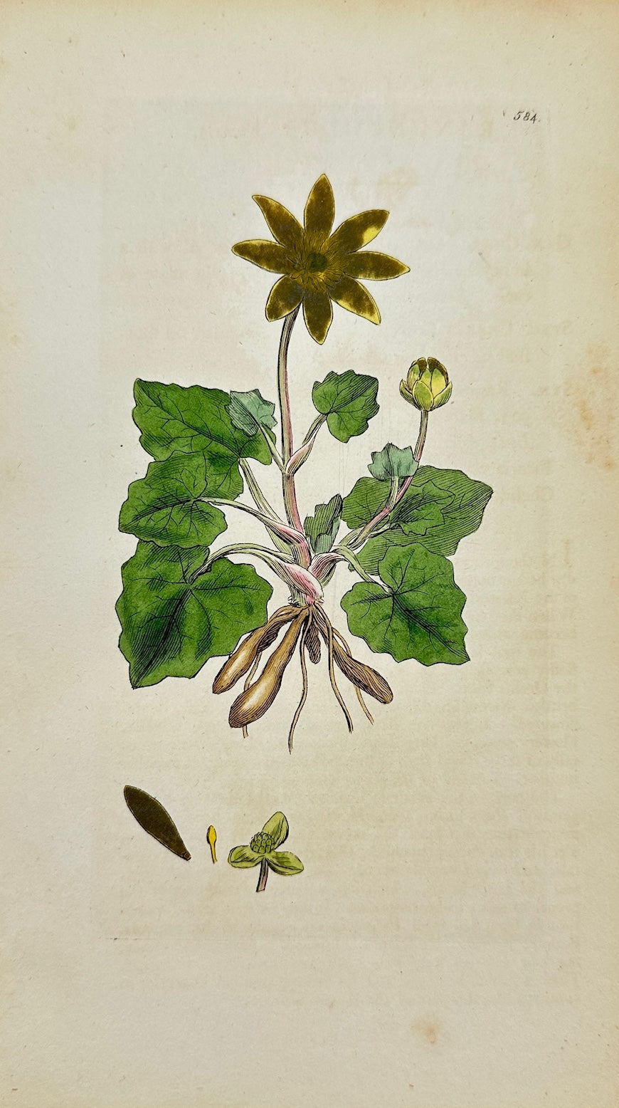 Antique Print - James Sowerby - Ranunculus Ficaria - Lesser Celandine - F1