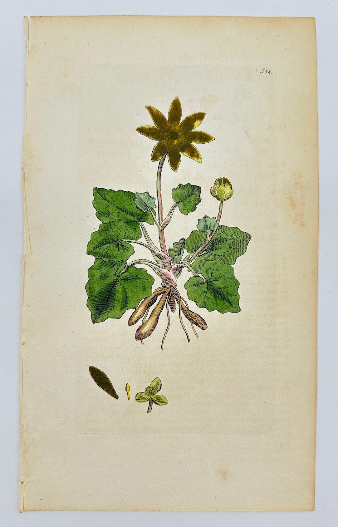 Antique Print - James Sowerby - Ranunculus Ficaria - Lesser Celandine - F1