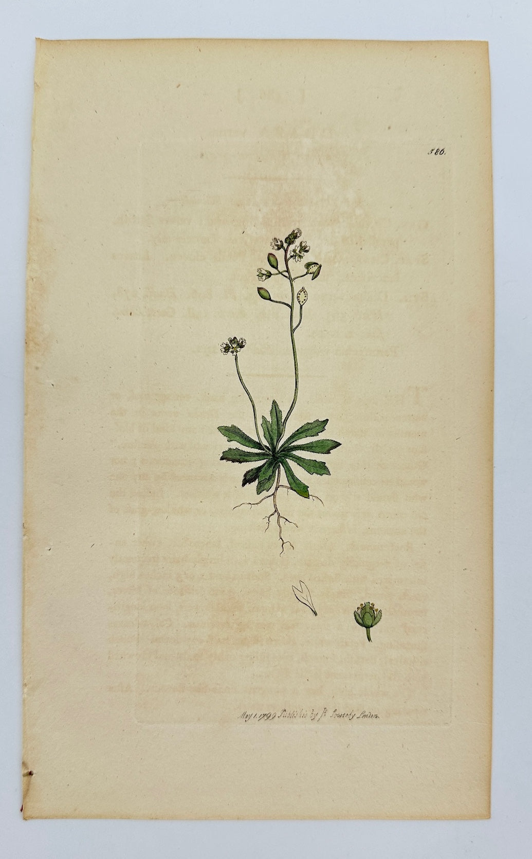 Antique Print - James Sowerby - Draba Verna - Spring Whitlow-grass - F1