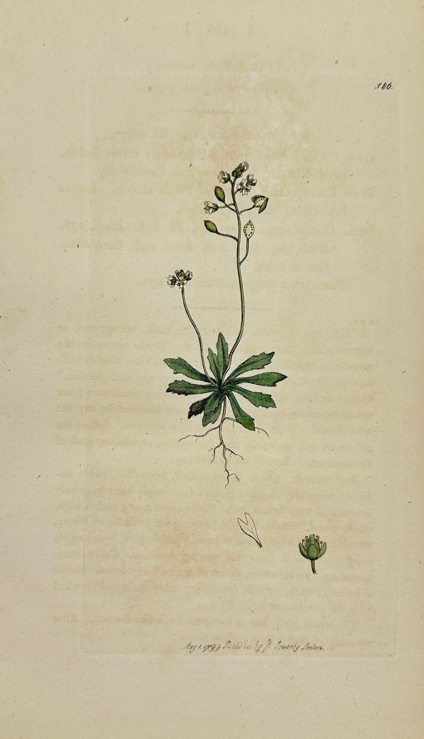 Antique Print - James Sowerby - Draba Verna - Spring Whitlow-grass - F1