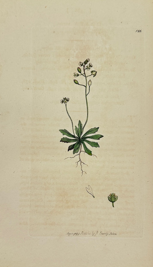 Antique Print - James Sowerby - Draba Verna - Spring Whitlow-grass - F1