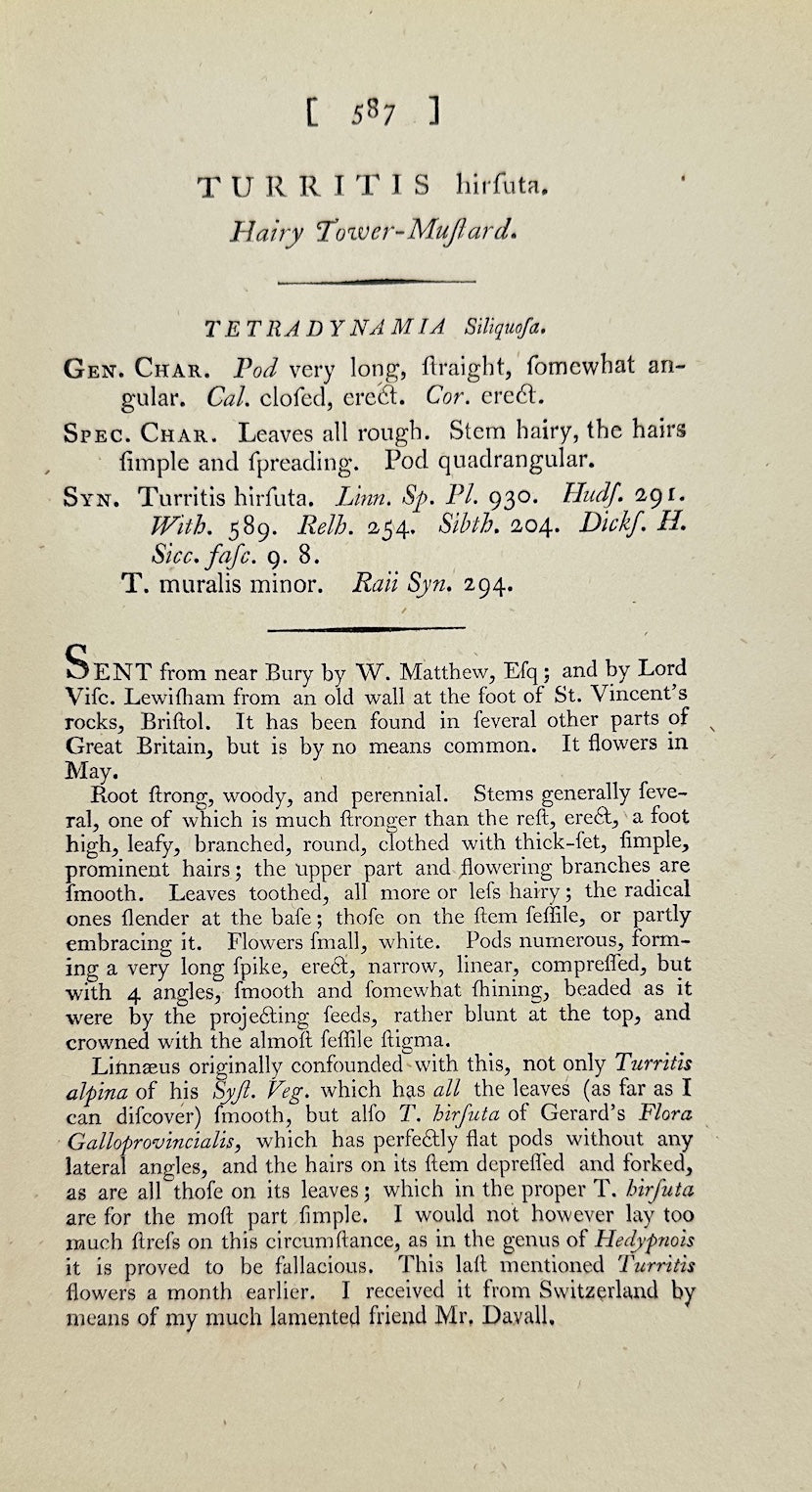 Antique Print - James Sowerby - Turritis Hirsuta - Hairy Tower Mustard - F1