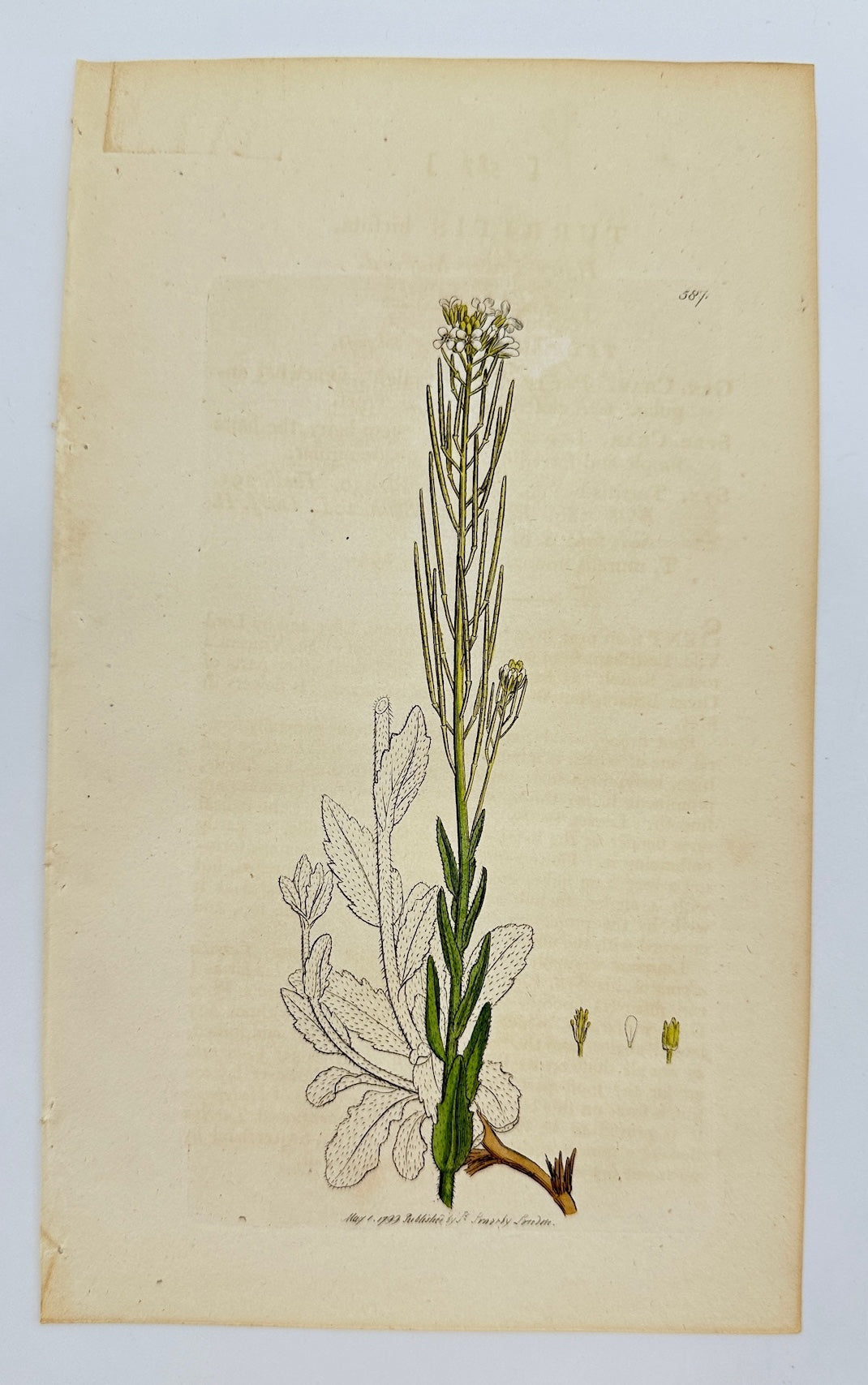 Antique Print - James Sowerby - Turritis Hirsuta - Hairy Tower Mustard - F1