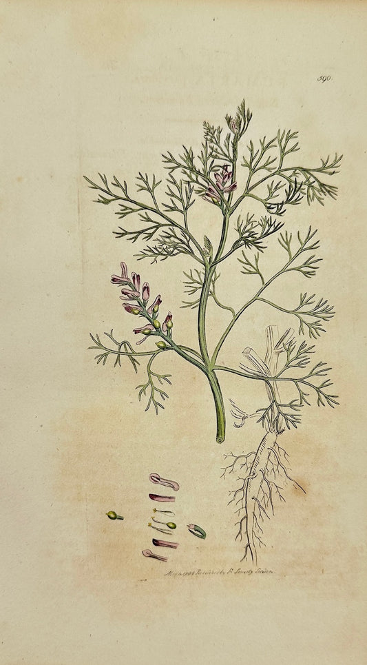 Antique Print - Sowerby - Fumaria Parviflora - Small-flowered Fumitory - F1