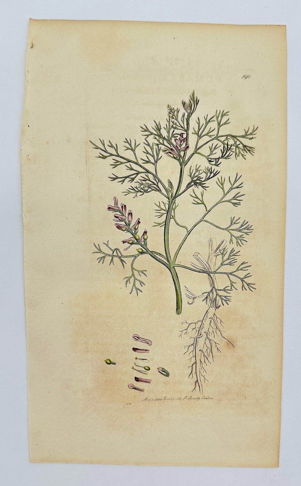 Antique Print - Sowerby - Fumaria Parviflora - Small-flowered Fumitory - F1