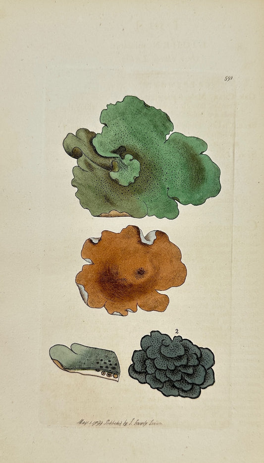 Antique Botanical Print - James Sowerby - Lichen Miniatus - Red Lichen - F1