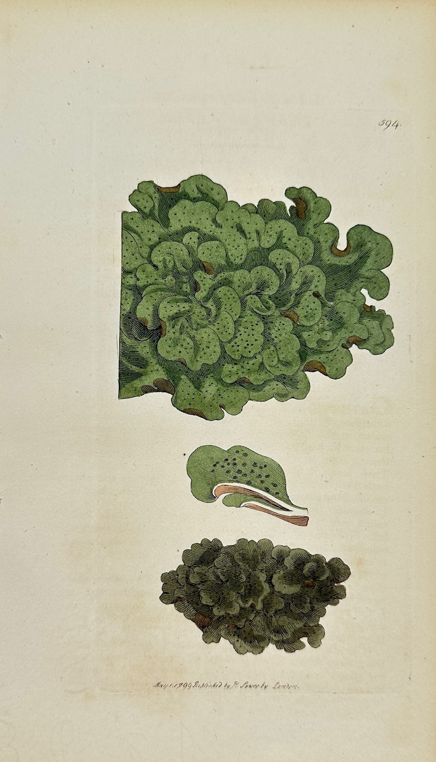 Antique Botanical Print - James Sowerby - Lichen Aquaticus - Aquatic Lichen - F1