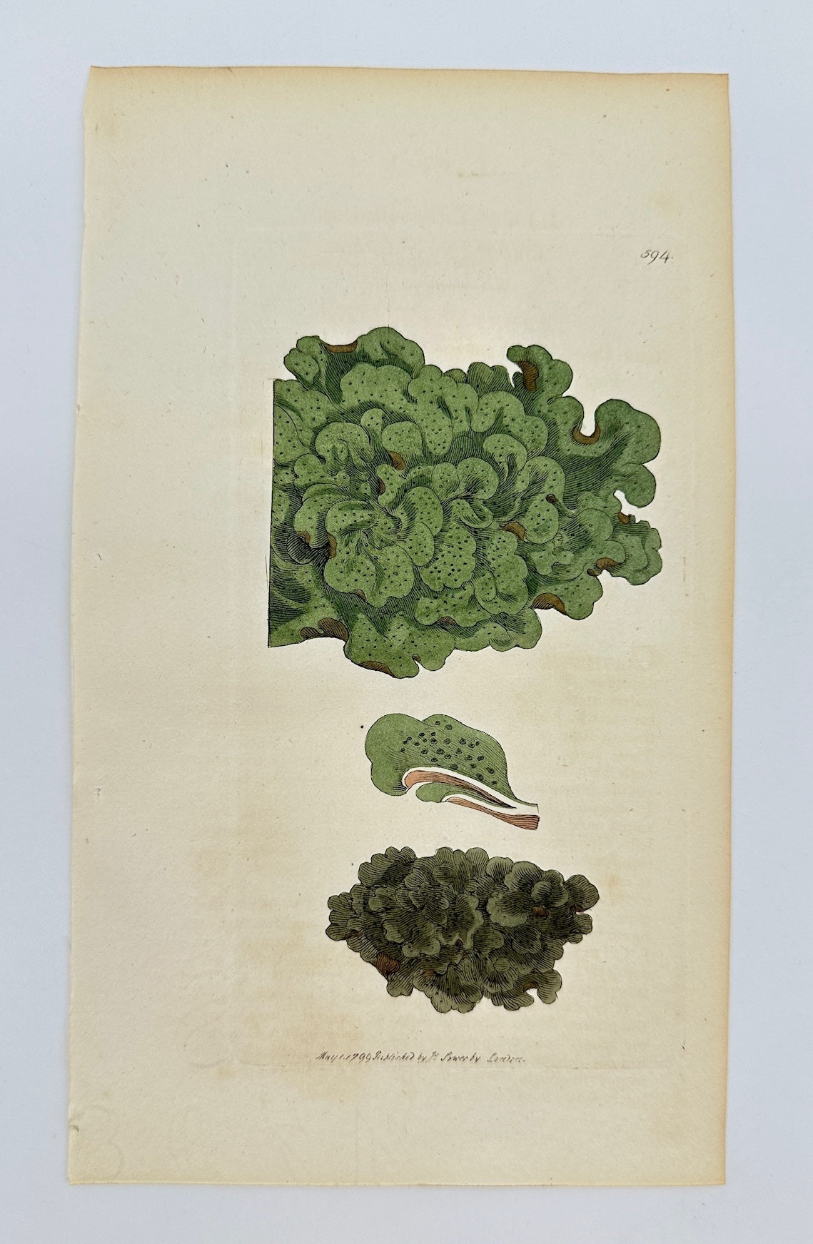 Antique Botanical Print - James Sowerby - Lichen Aquaticus - Aquatic Lichen - F1