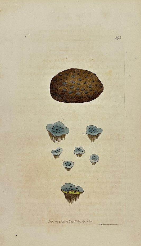 Antique Print - Sowerby - Lichen Trapeziformis - Trapezoidal Lichen - F1