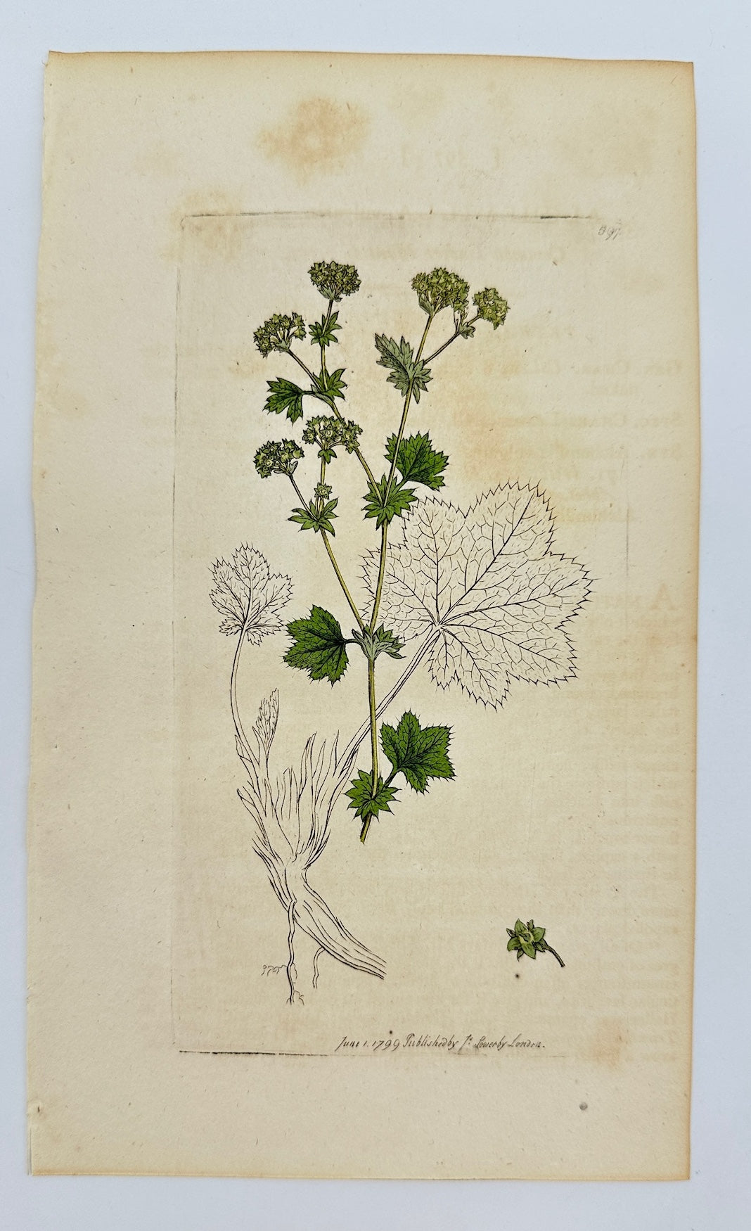 Antique Print - James Sowerby - Alchemilla Vulgaris - Lady's Mantle - F1