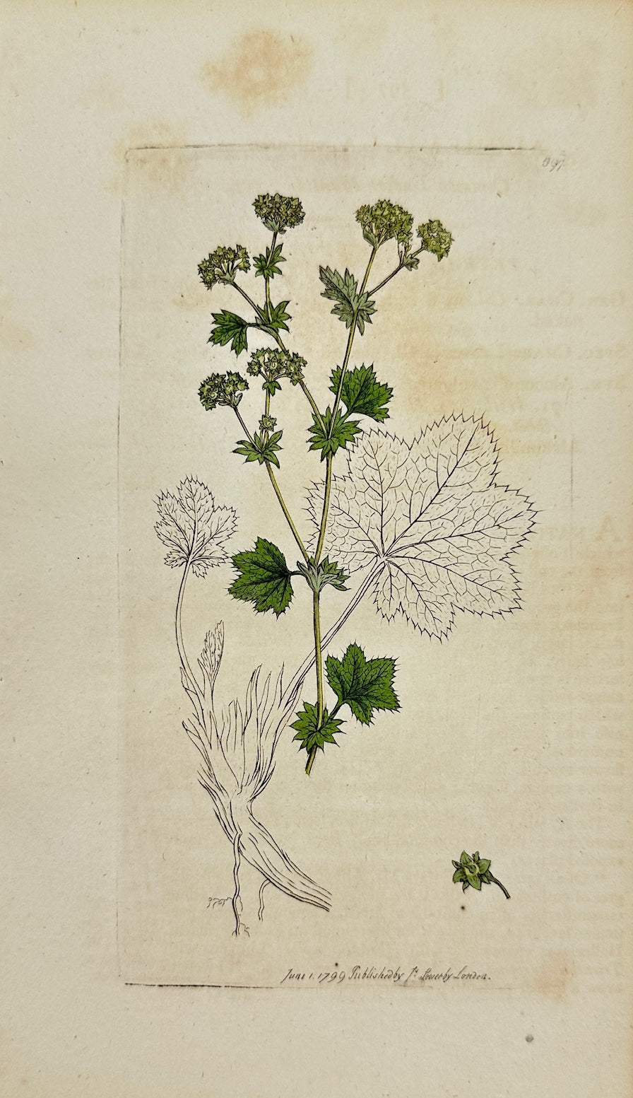 Antique Print - James Sowerby - Alchemilla Vulgaris - Lady's Mantle - F1