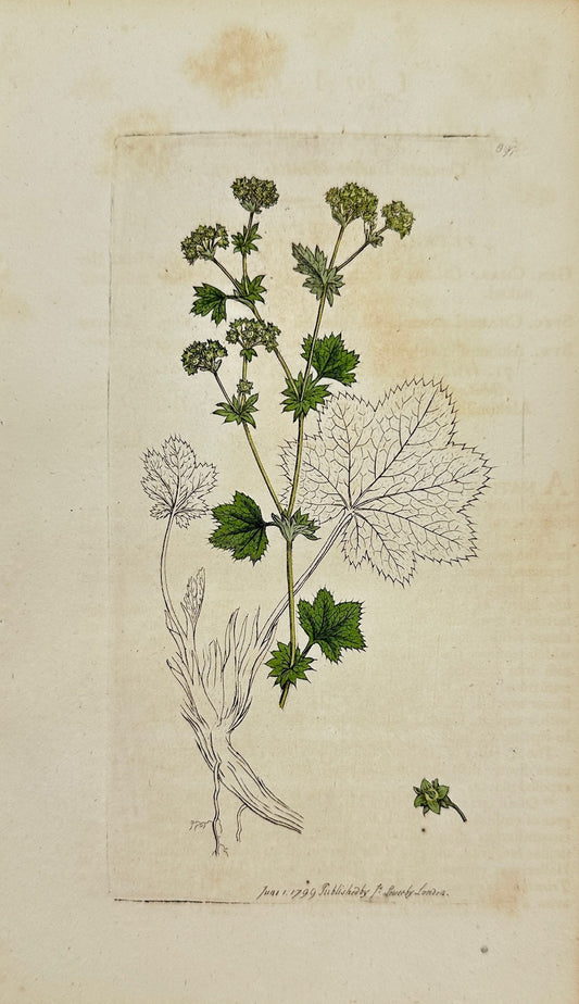 Antique Print - James Sowerby - Alchemilla Vulgaris - Lady's Mantle - F1
