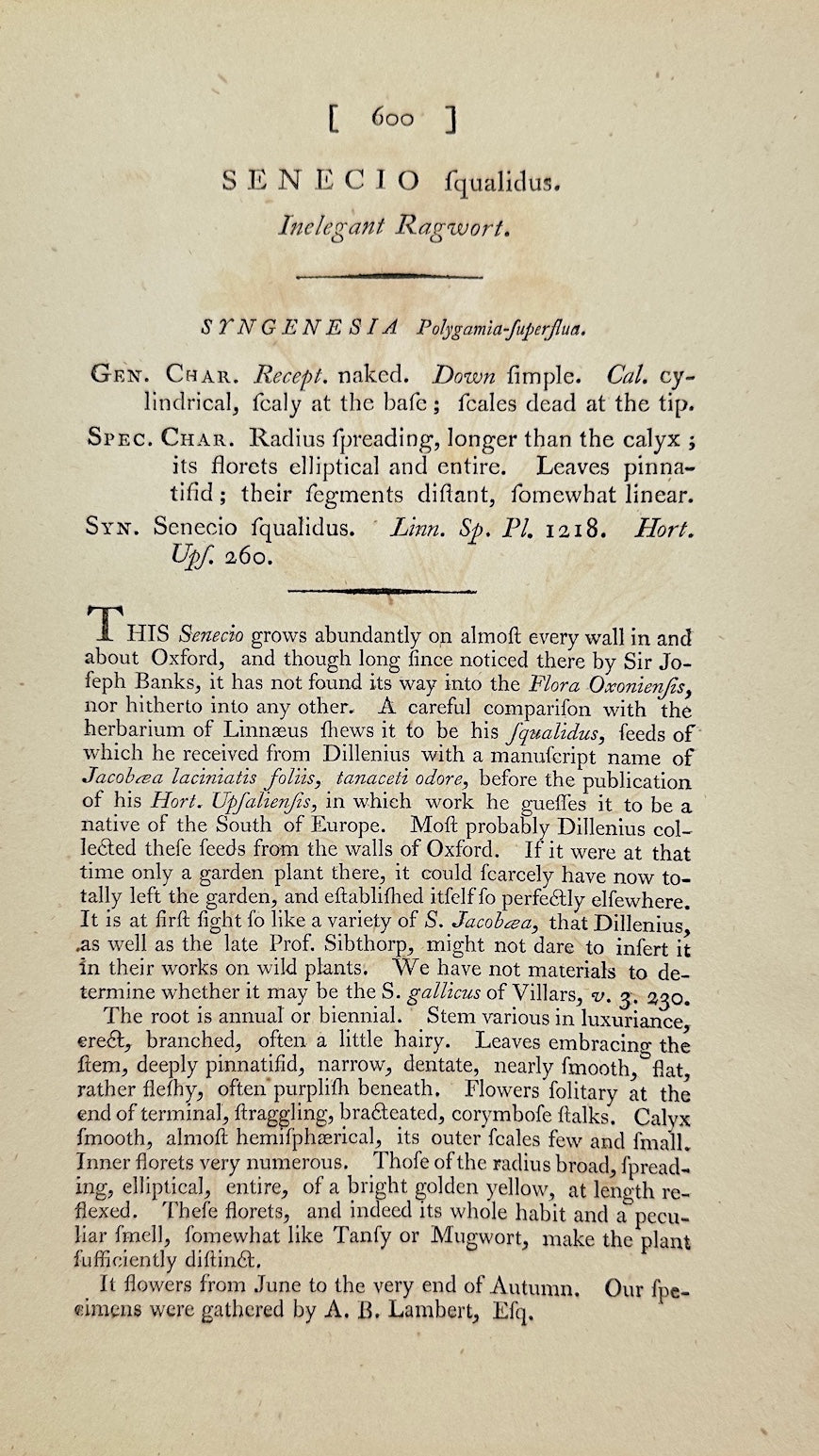 Antique Print - James Sowerby - Senecio Squarrosus - Rough Groundsel - F1