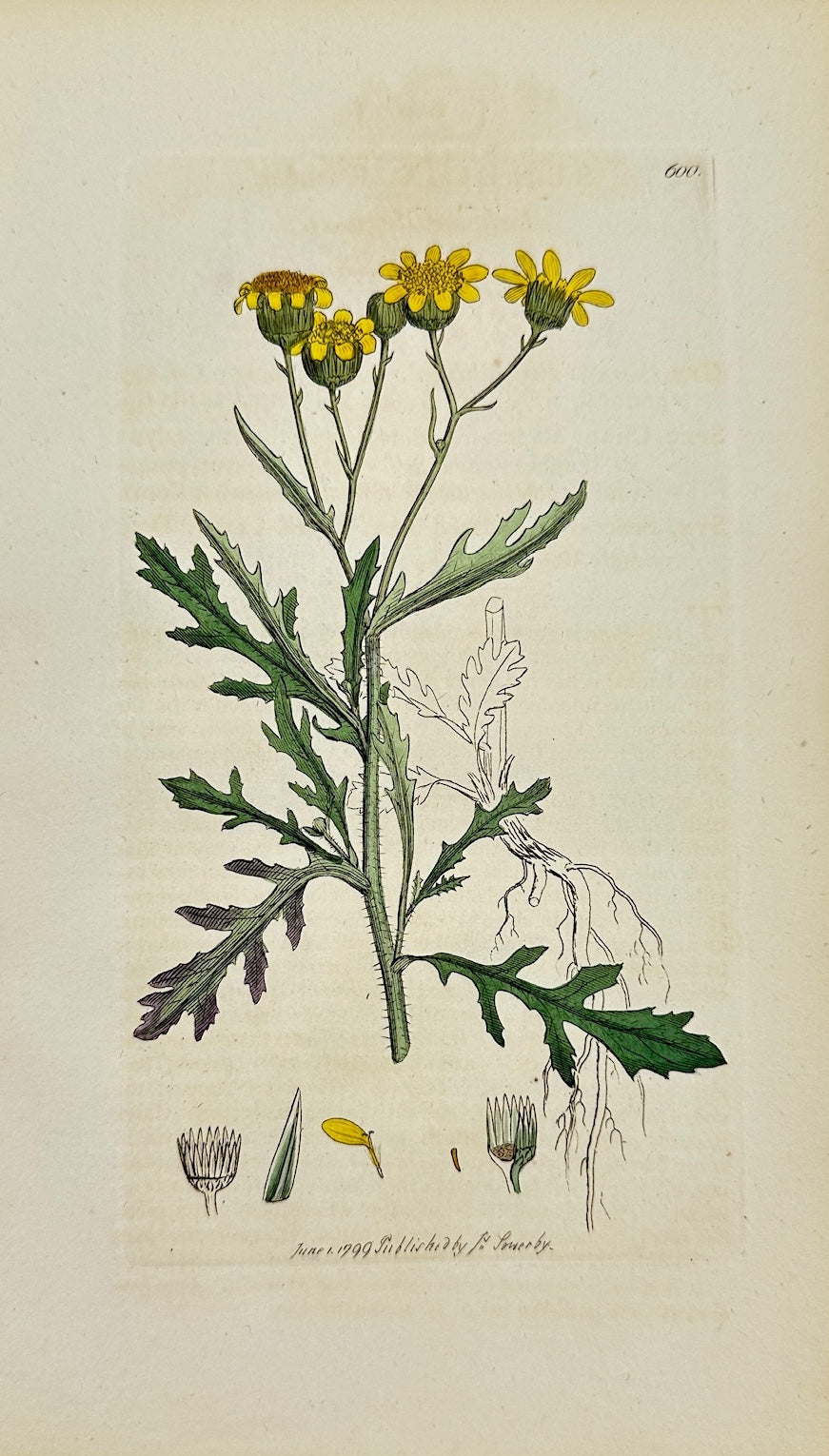 Antique Print - James Sowerby - Senecio Squarrosus - Squalid Groundsel - F1
