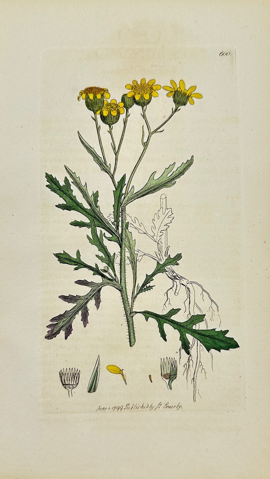 Antique Print - James Sowerby - Senecio Squarrosus - Rough Groundsel - F1