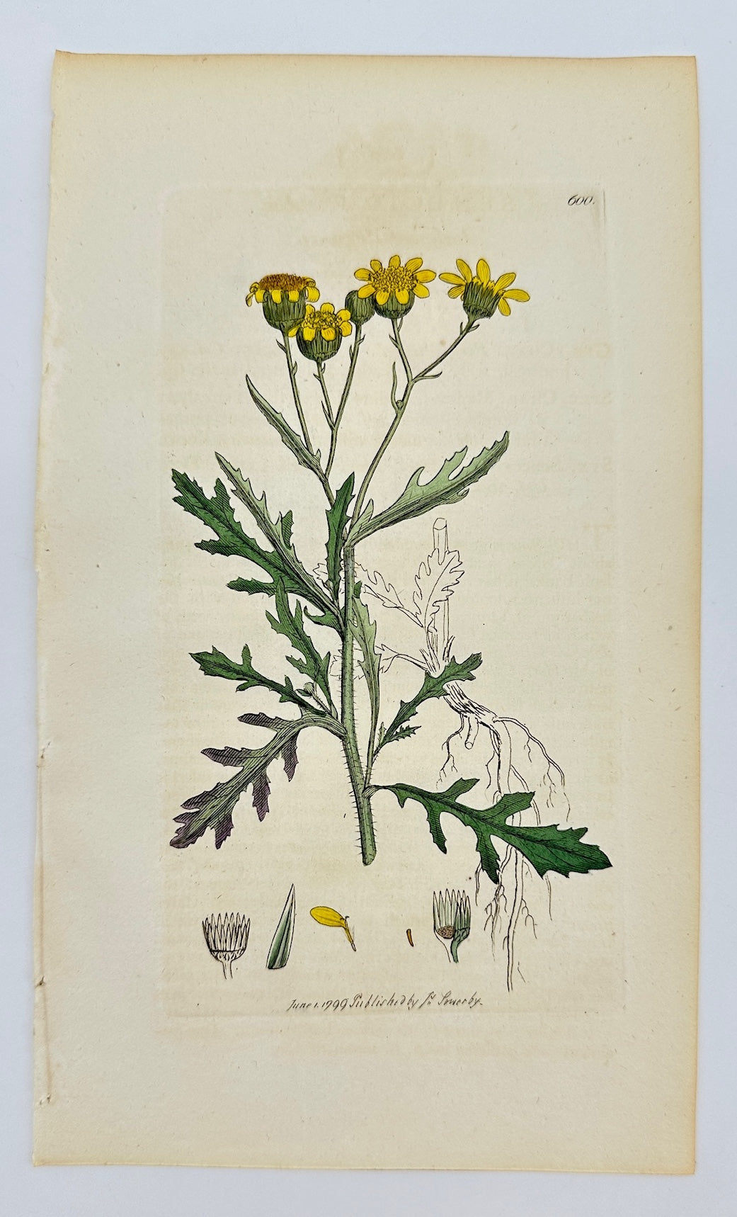 Antique Print - James Sowerby - Senecio Squarrosus - Squalid Groundsel - F1