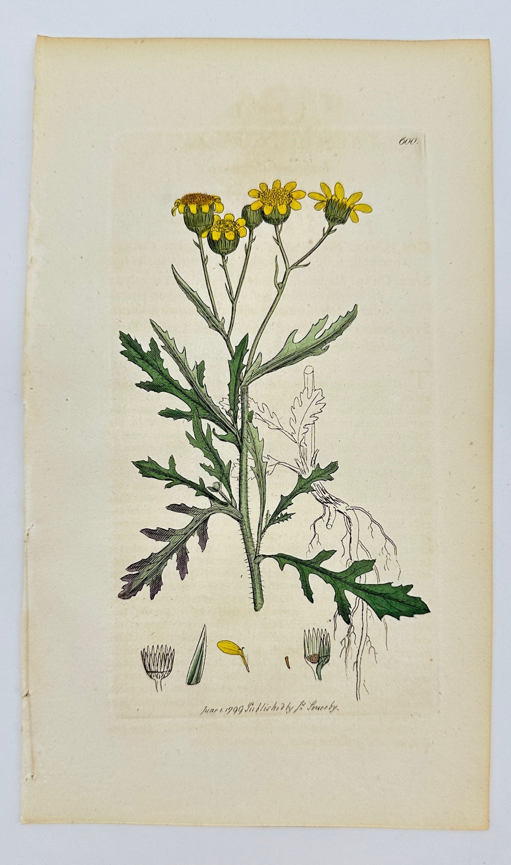 Antique Print - James Sowerby - Senecio Squarrosus - Rough Groundsel - F1