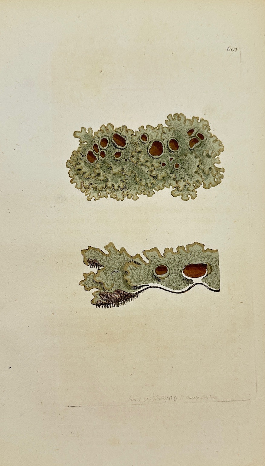 Antique Print - James Sowerby - Lichen Fastigiatus - Fastigiate Lichen - F1