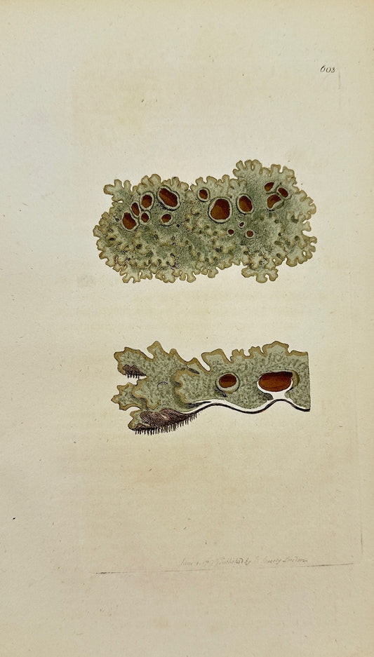 Antique Print - James Sowerby - Lichen Fastigiatus - Fastigiate Lichen - F1