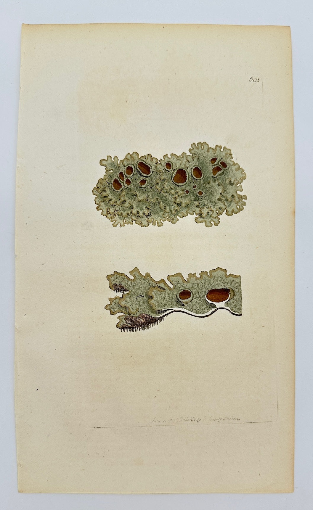 Antique Print - James Sowerby - Lichen Fastigiatus - Fastigiate Lichen - F1