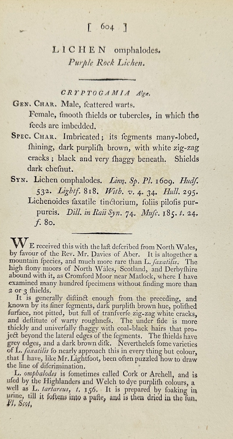 Antique Botanical Print - James Sowerby - Lichen Omphalodes - Navel Lichen - F1