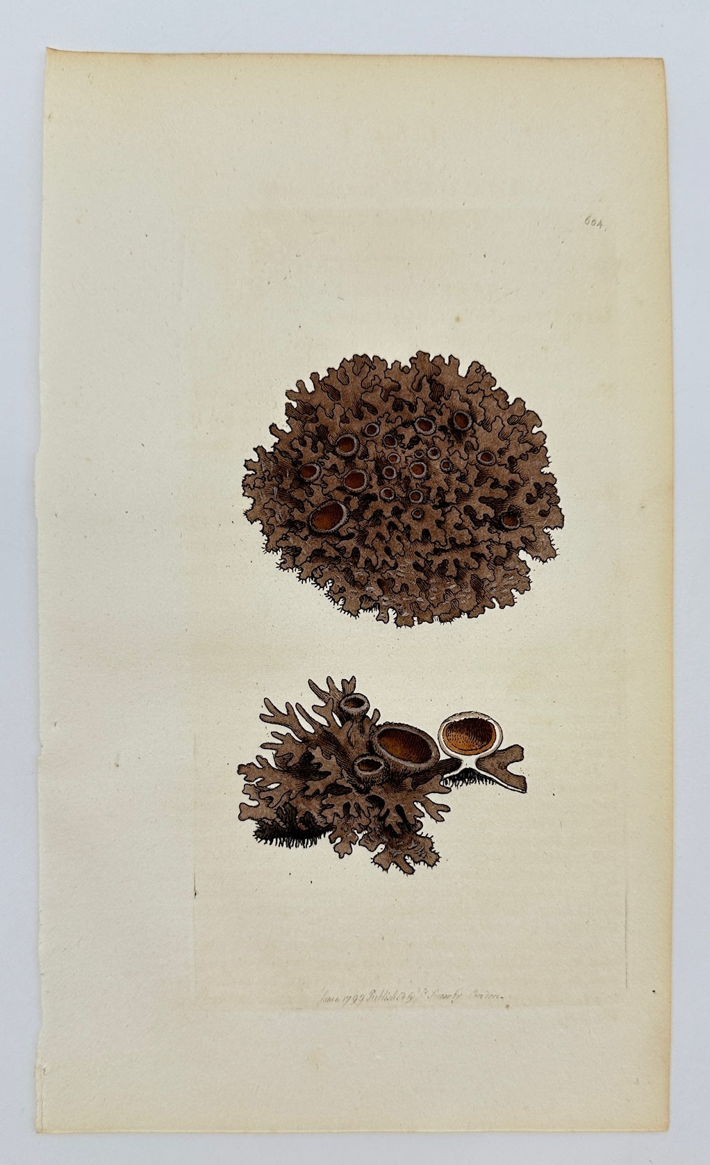 Antique Botanical Print - James Sowerby - Lichen Omphalodes - Navel Lichen - F1