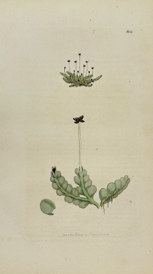 Antique Print - Sowerby - Jungermannia Lanceolata - Lance-leaved Liverwort - F1