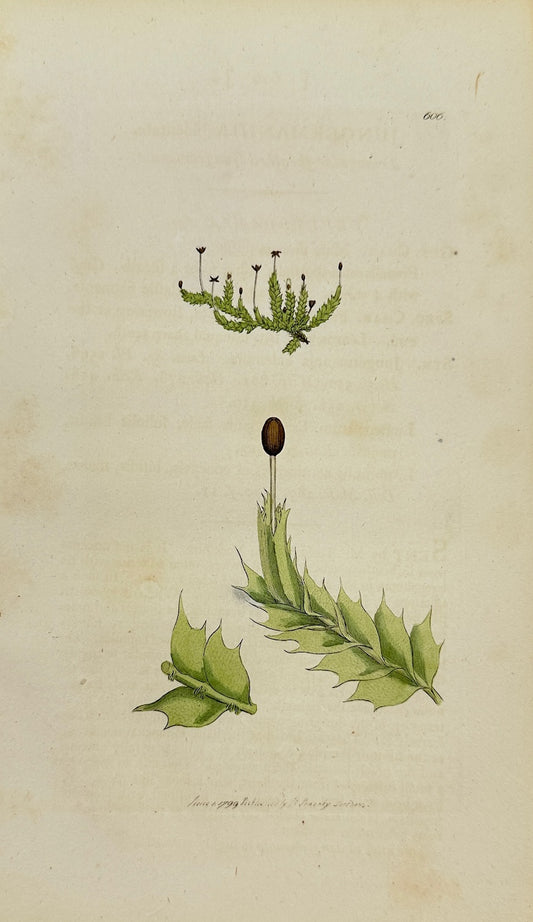 Antique Print - Sowerby - Jungermannia Bidentata - Two-toothed Liverwort - F1