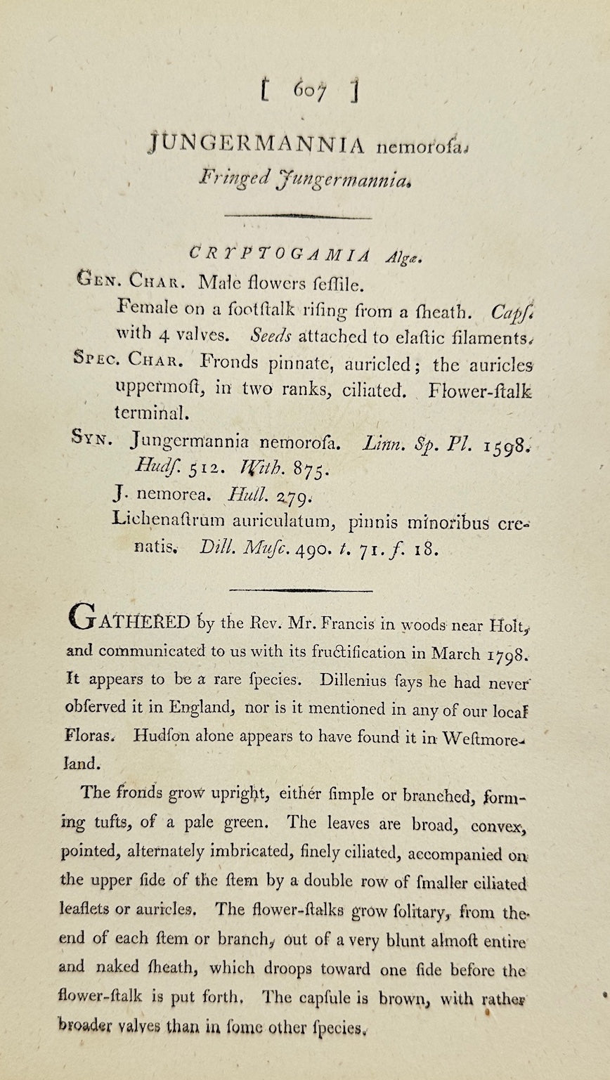 Antique Print - James Sowerby - Jungermannia Nemorosa - Woodland Liverwort - F1