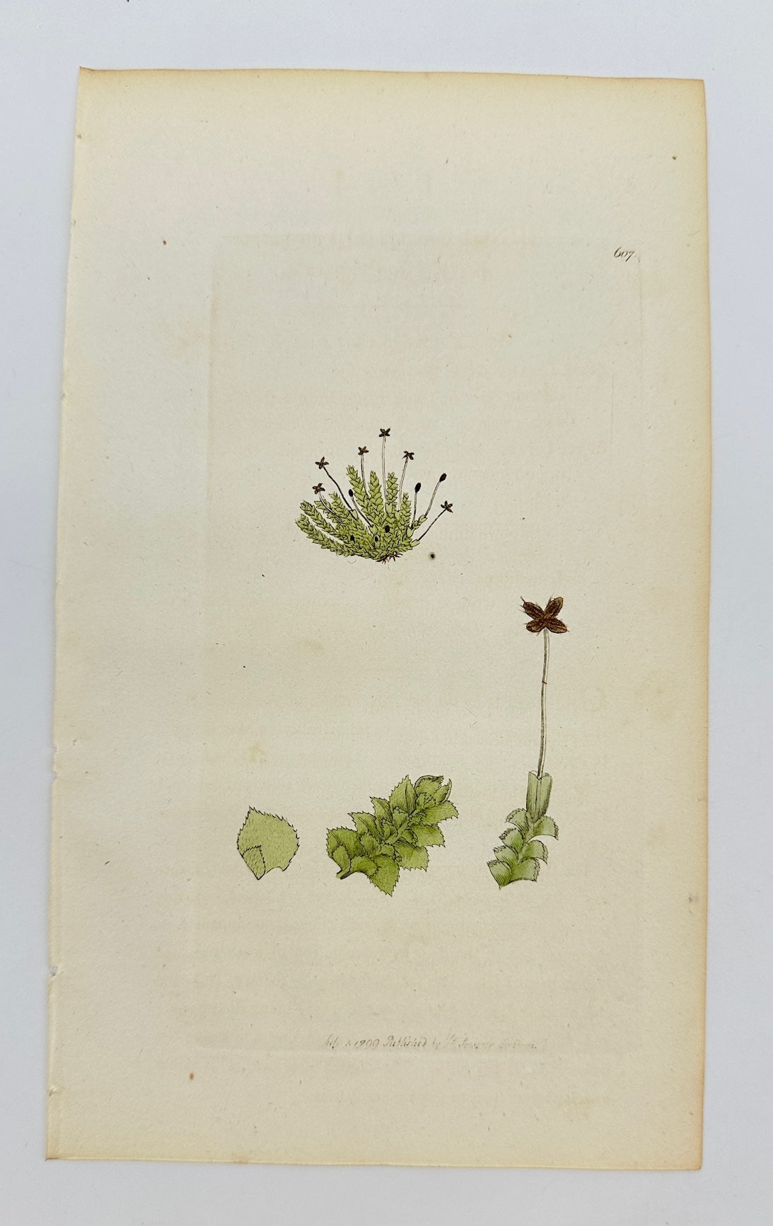 Antique Print - James Sowerby - Jungermannia Nemorosa - Woodland Liverwort - F1