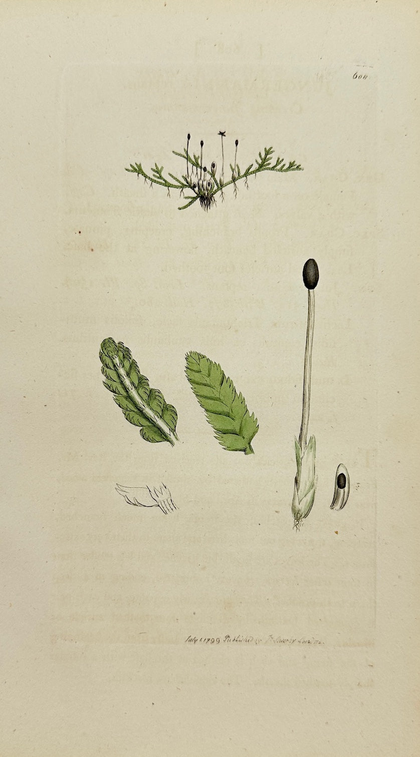 Antique Print - James Sowerby - Jungermannia Reptans - Creeping Liverwort - F1