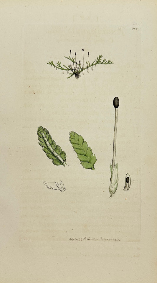 Antique Print - James Sowerby - Jungermannia Reptans - Creeping Liverwort - F1
