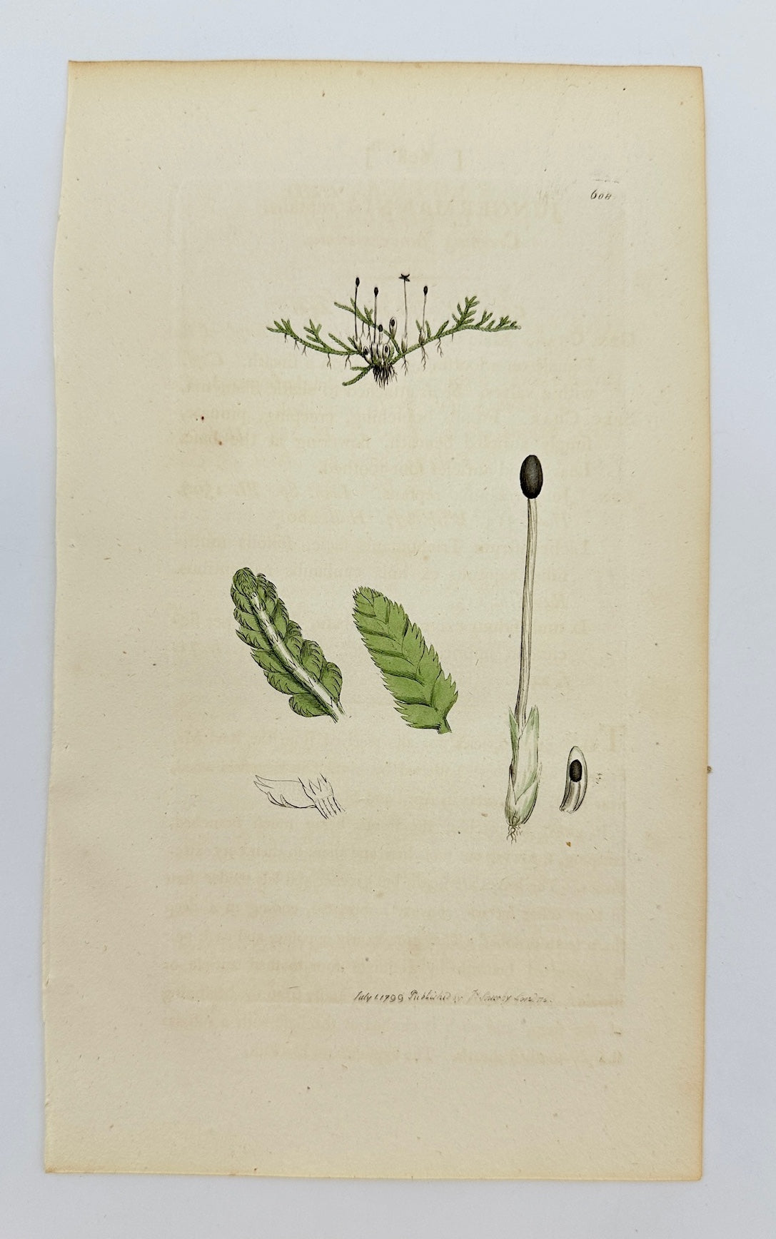 Antique Print - James Sowerby - Jungermannia Reptans - Creeping Liverwort - F1