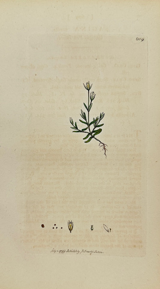 Antique Botanical Print - James Sowerby - Sagina Erecta - Upright Pearlwort - F1