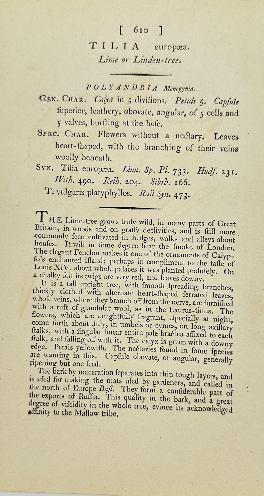 Antique Botanical Print - James Sowerby - Tilia Europæa - European Linden - F1