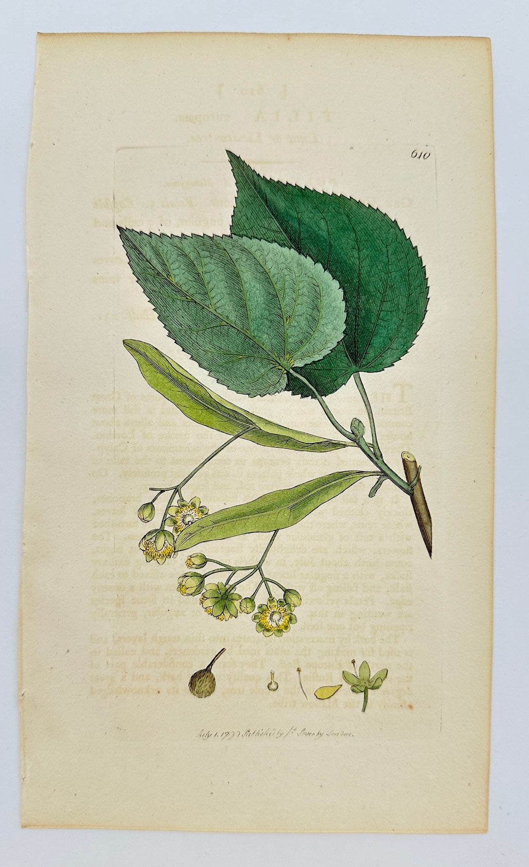 Antique Botanical Print - James Sowerby - Tilia Europæa - European Linden - F1