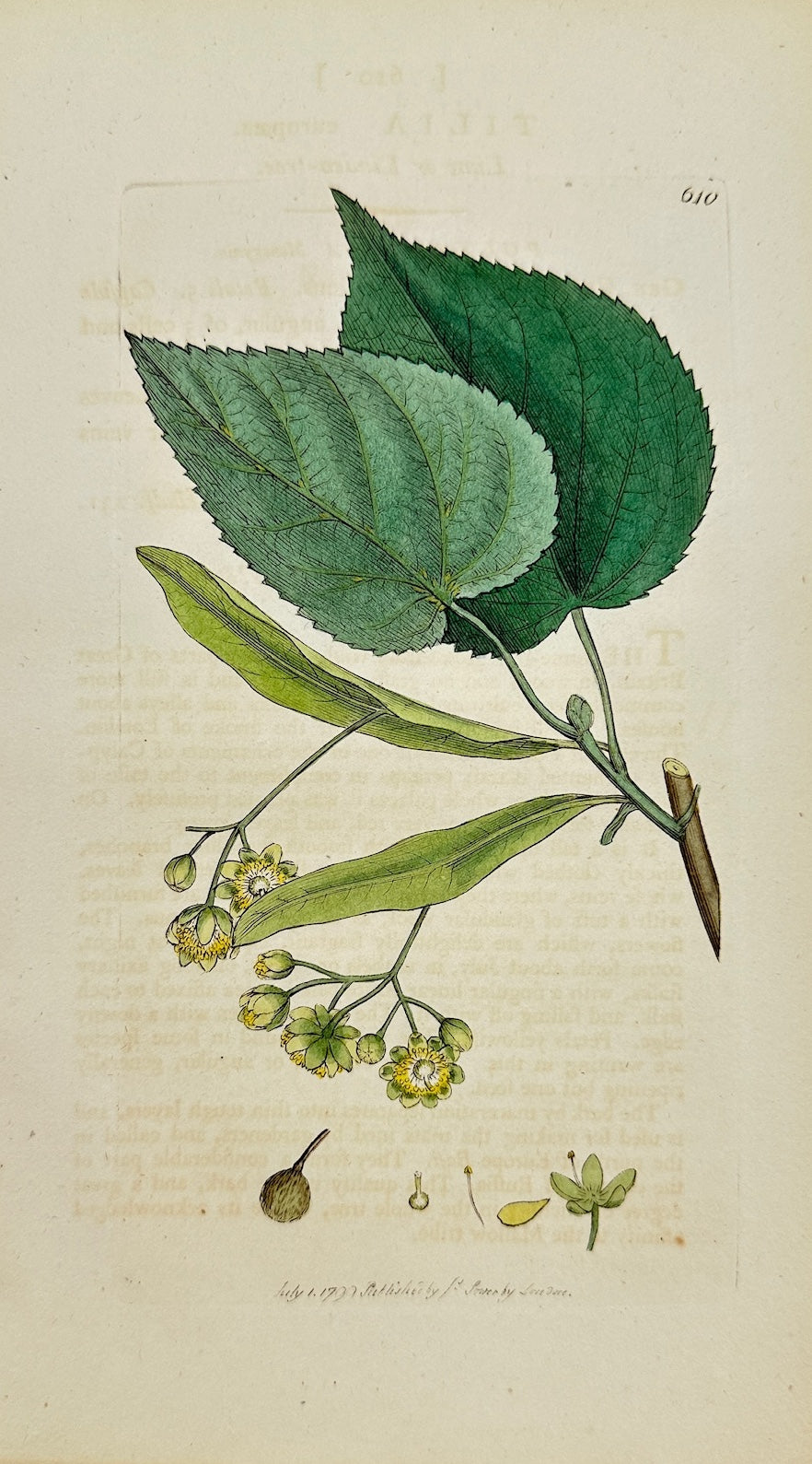 Antique Botanical Print - James Sowerby - Tilia Europæa - European Linden - F1