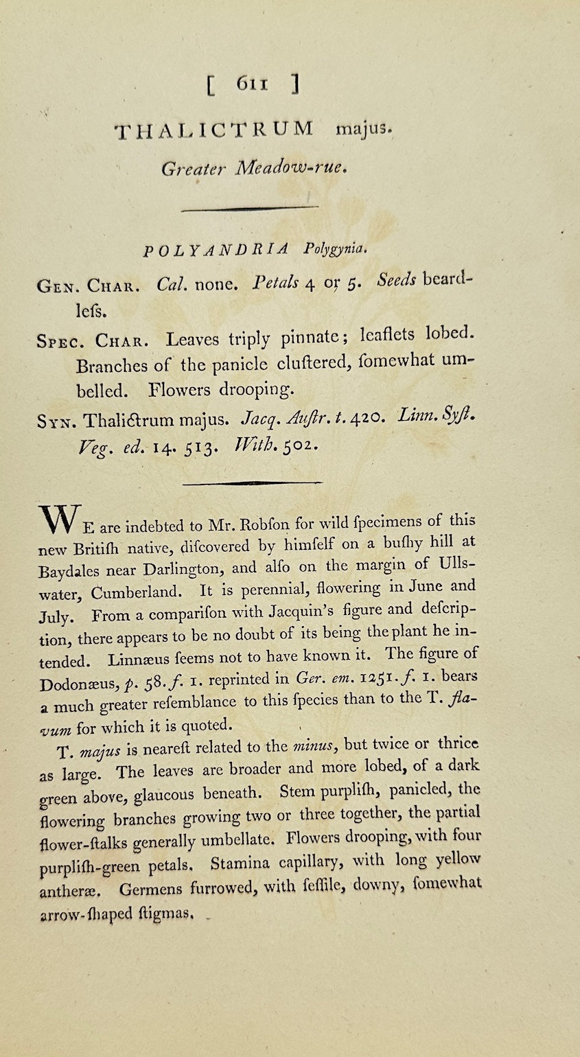 Antique Print - James Sowerby - Thalictrum Majus - Greater Meadow-rue - F1