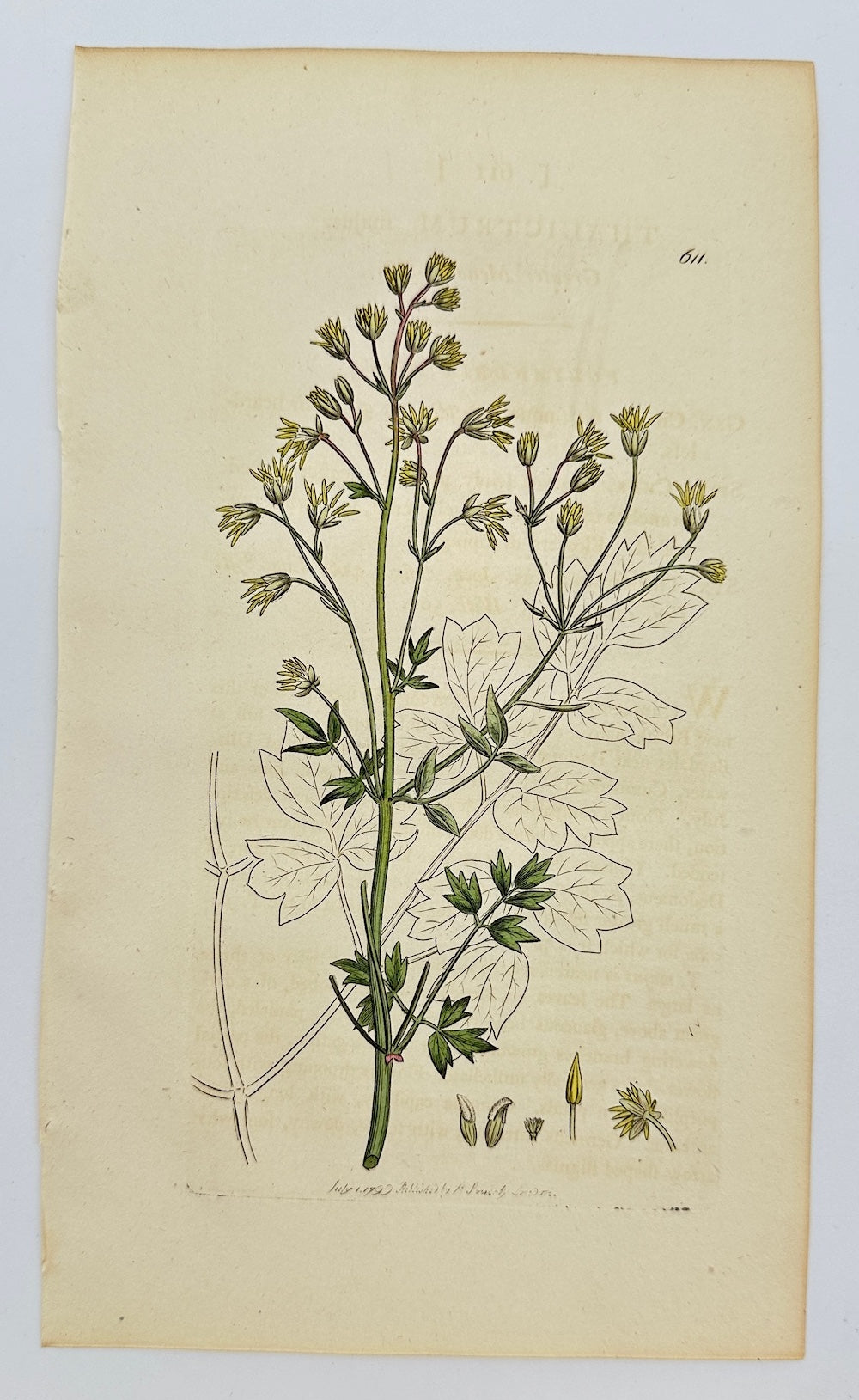 Antique Print - James Sowerby - Thalictrum Majus - Greater Meadow-rue - F1