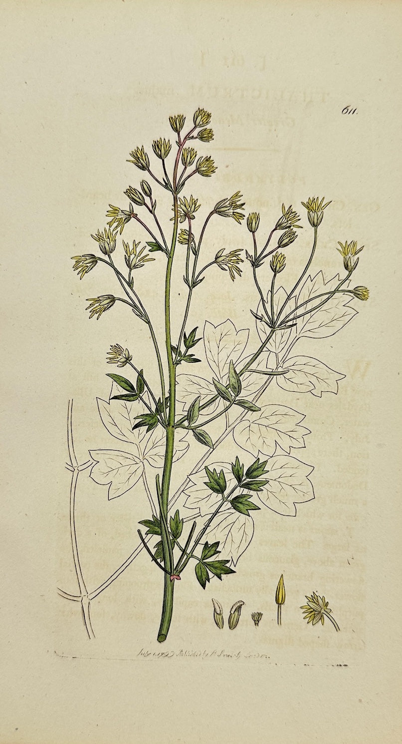 Antique Print - James Sowerby - Thalictrum Majus - Greater Meadow-rue - F1