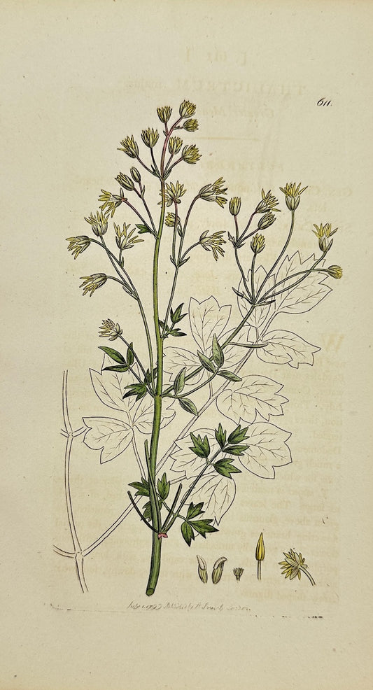 Antique Print - James Sowerby - Thalictrum Majus - Greater Meadow-rue - F1