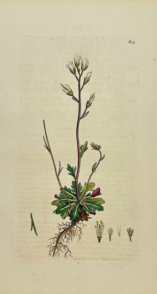 Antique Print - James Sowerby - Arabis Stricta - Upright Rockcress - F1