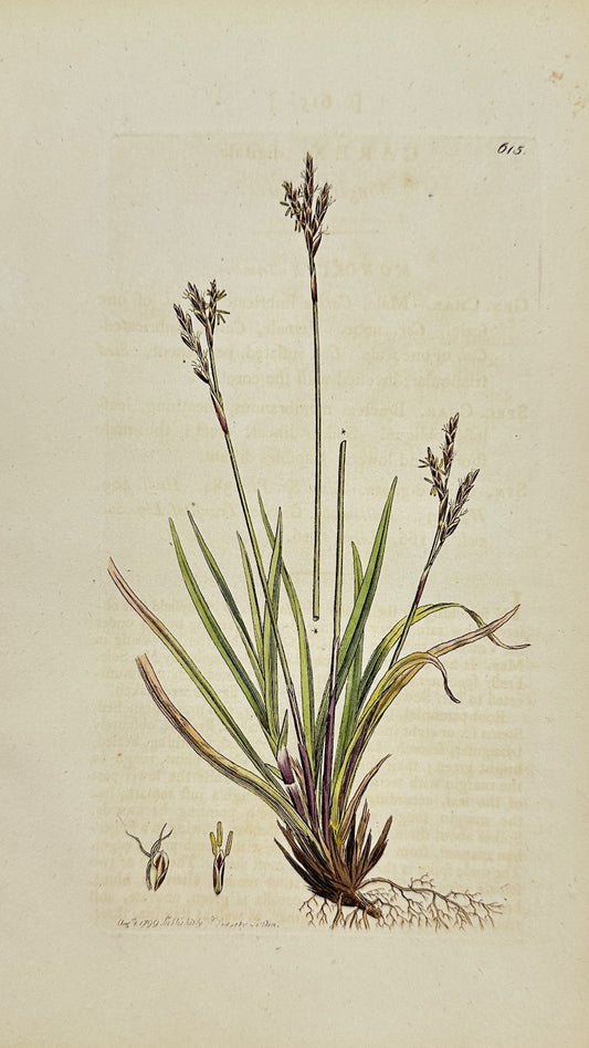 Antique Botanical Print - James Sowerby - Carex Digitata - Fingered Sedge - F1