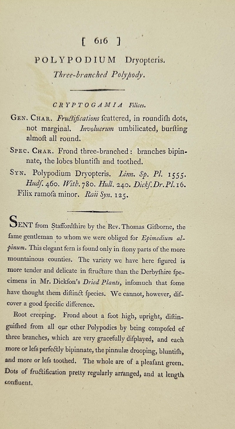 Antique Botanical Print - James Sowerby - Polypodium Dryopteris - Oak Fern - F1