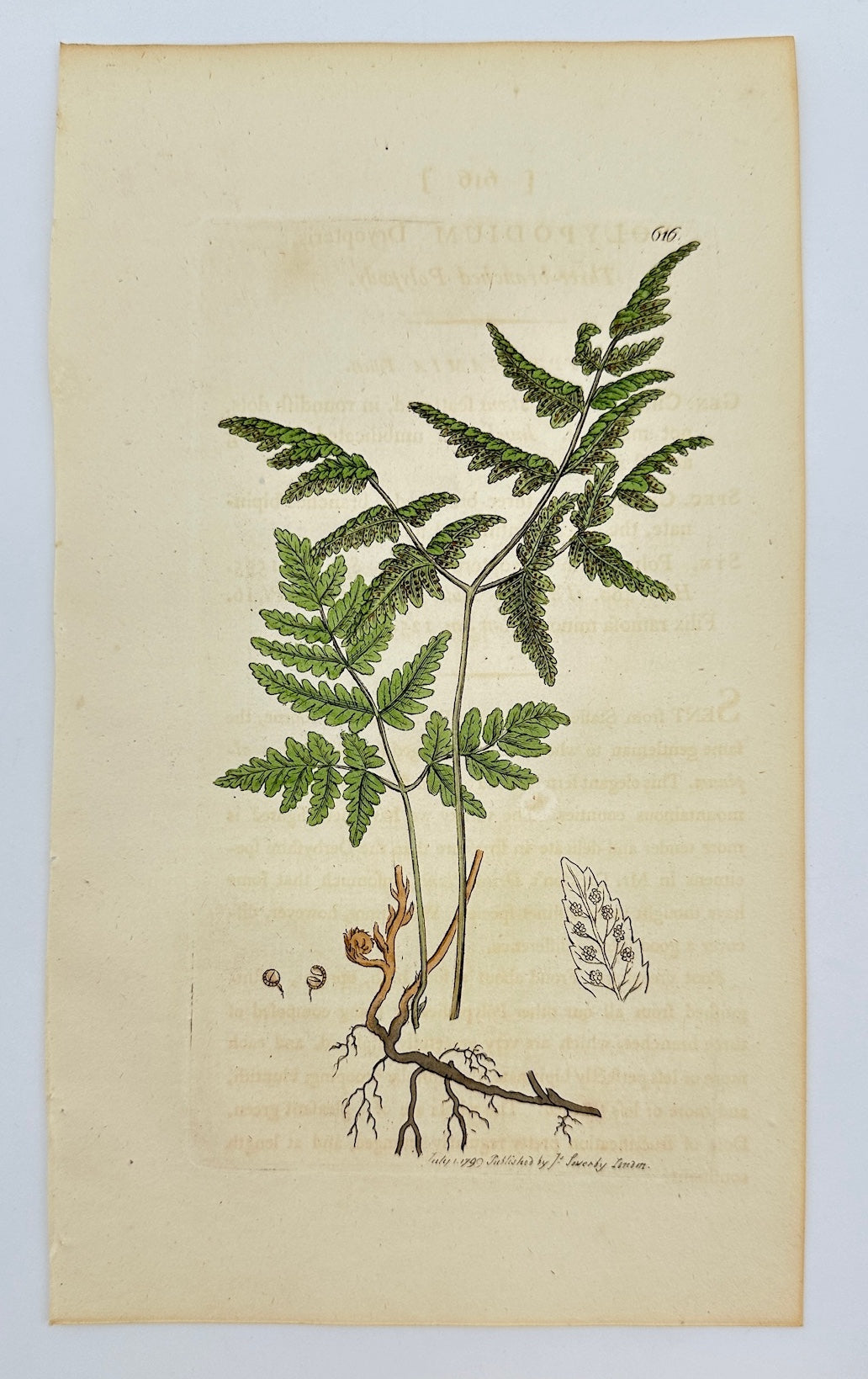 Antique Botanical Print - James Sowerby - Polypodium Dryopteris - Oak Fern - F1