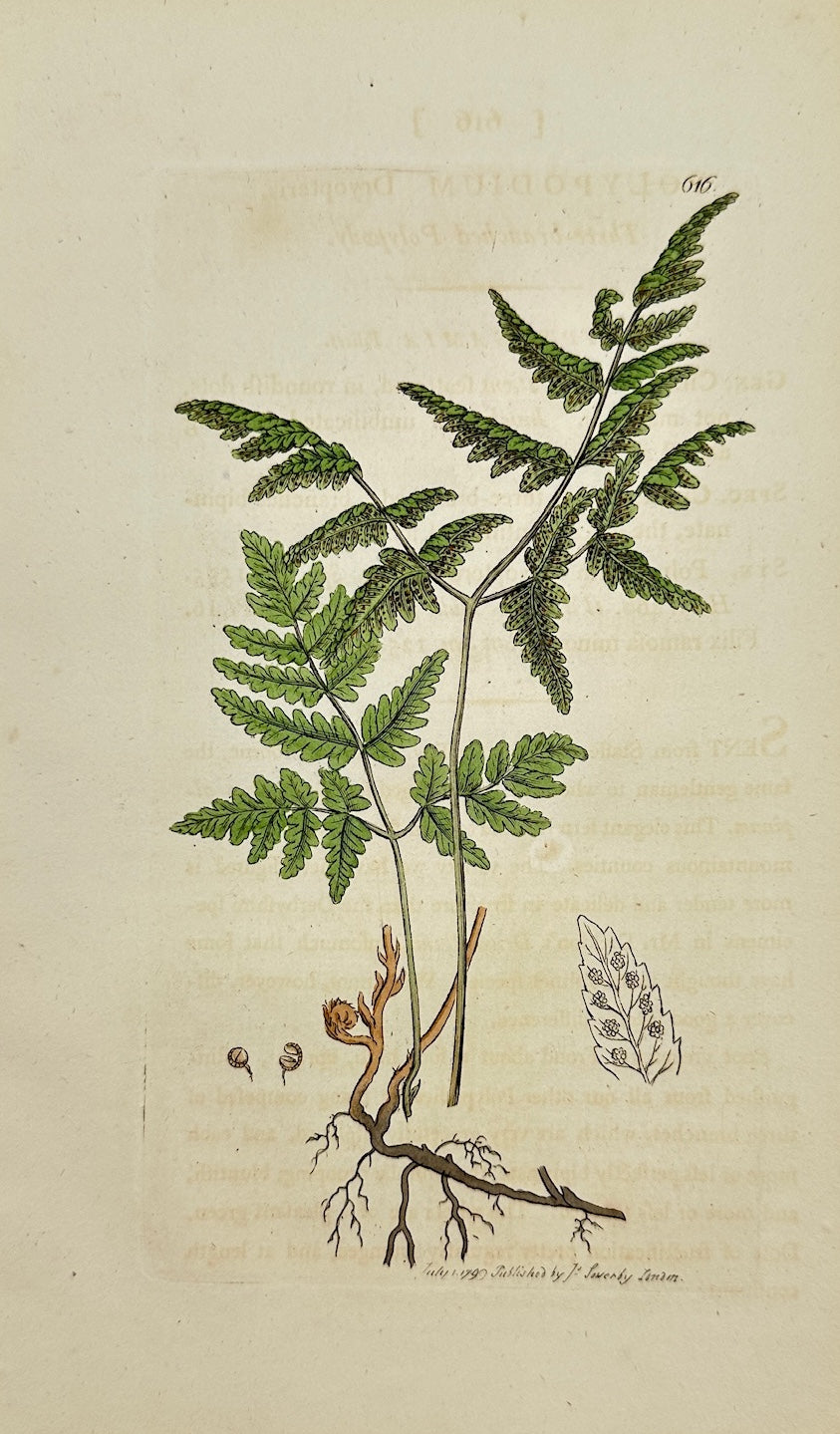 Antique Botanical Print - James Sowerby - Polypodium Dryopteris - Oak Fern - F1