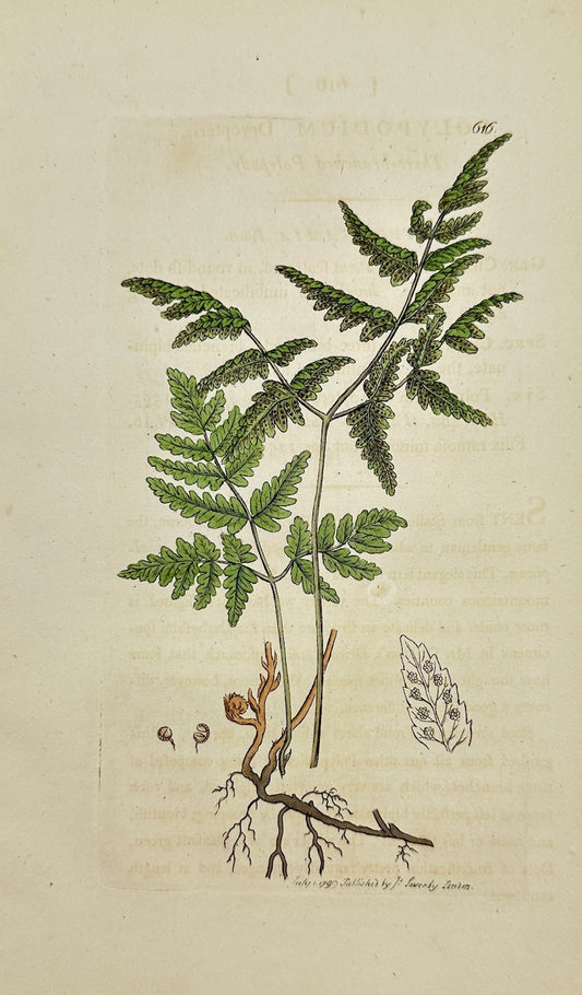 Antique Botanical Print - James Sowerby - Polypodium Dryopteris - Oak Fern - F1