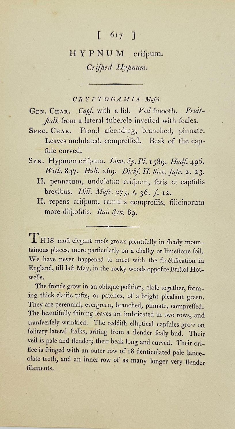 Antique Print - James Sowerby - Hypnum Crispum - Curled Feather Moss - F1